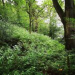 Compact Plot 4 (513m²) in Staffordshire Moorlands, mature trees sloping to Rudyard Reservoir shore, prime for glamping or tourism development