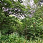 Breathtaking elevated view of Rudyard Reservoir from mature woodland plot in Staffordshire Moorlands, ideal for glamping or lodges