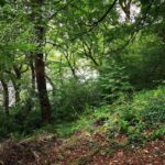 Elevated view of Plot 3 bordering Rudyard Reservoir in Staffordshire Moorlands, mixed native woodland with stunning water vistas for tourism investment