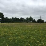 Two paddocks on 3.40 acres grassland off A49 Whitchurch Road, Tiverton, near Tarporley, with natural hedges and fencing