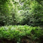 Elevated native woodland plot bordering Rudyard Reservoir, Staffordshire Moorlands, prime for glamping or eco-lodge development