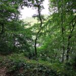 Elevated mixed native woodland plot bordering Rudyard Reservoir, Staffordshire Moorlands - prime land for tourism development