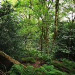 Elevated mixed woodland plot bordering Rudyard Reservoir in Staffordshire Moorlands, ideal for glamping or eco-lodge development