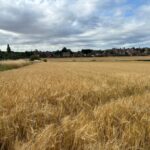 Expansive Grade 2 agricultural land near Pontefract, West Yorkshire, with direct Sowgate Lane access for crops and investment